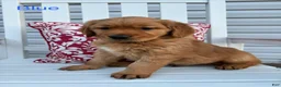 Golden Retriever dogs for sale: Golden Retriever Puppy 3 "BLUE" - Ad 1