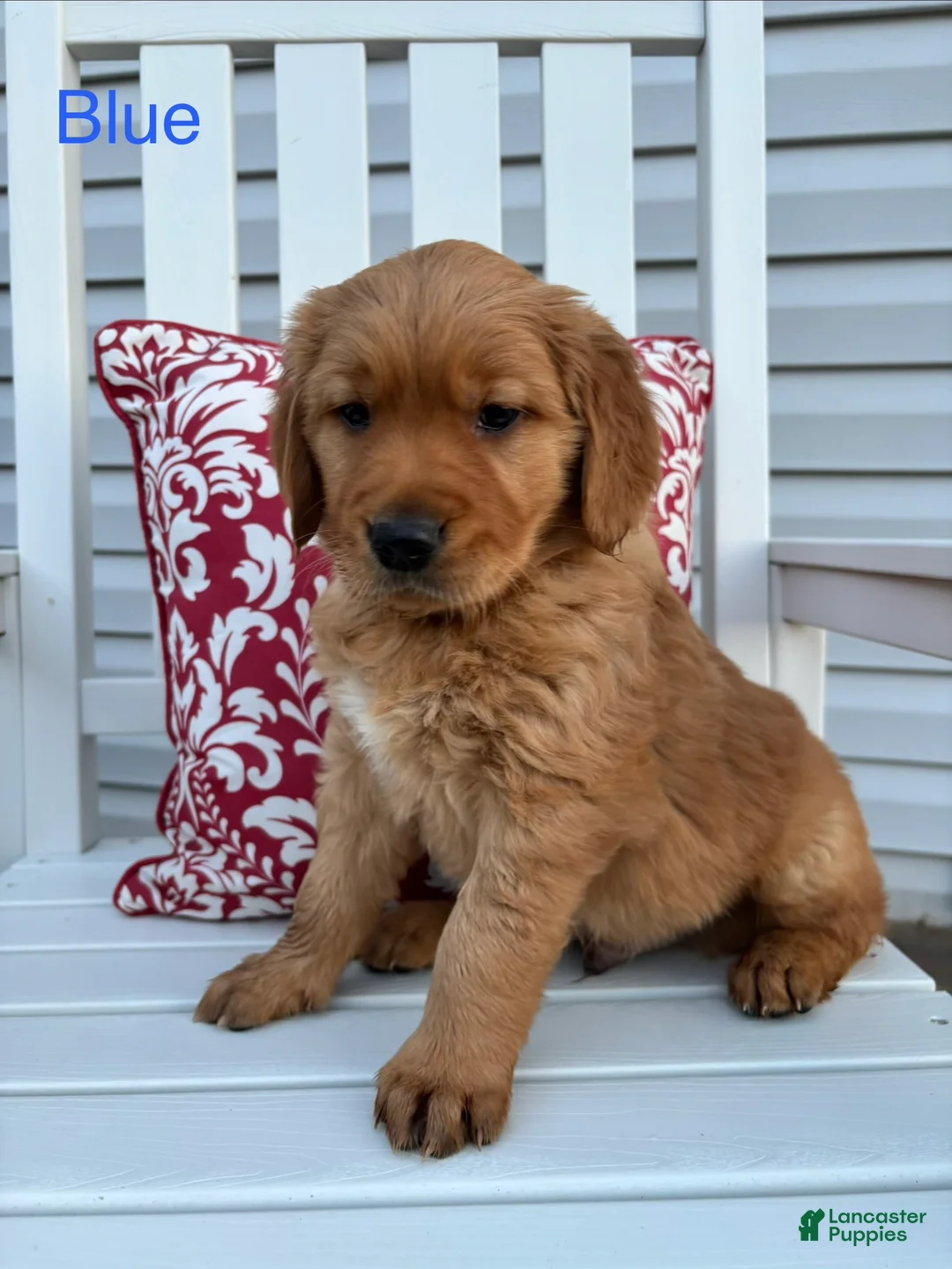 Golden Retriever dogs for sale: Golden Retriever Puppy 3 "BLUE" - Ad 1