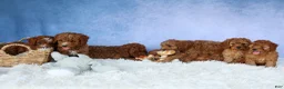 Cavapoo dogs for sale: TRAVIS - Ad 20