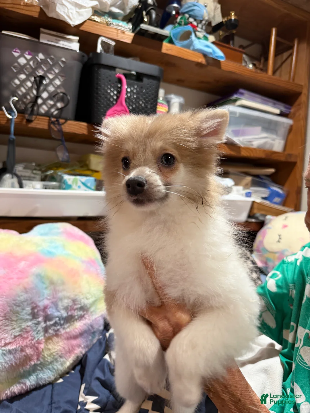 Pomeranian dogs for sale: Jack - Ad 1