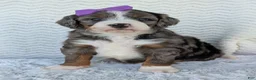 Mini Bernedoodle dogs for sale: Mini Indy - Ad 14