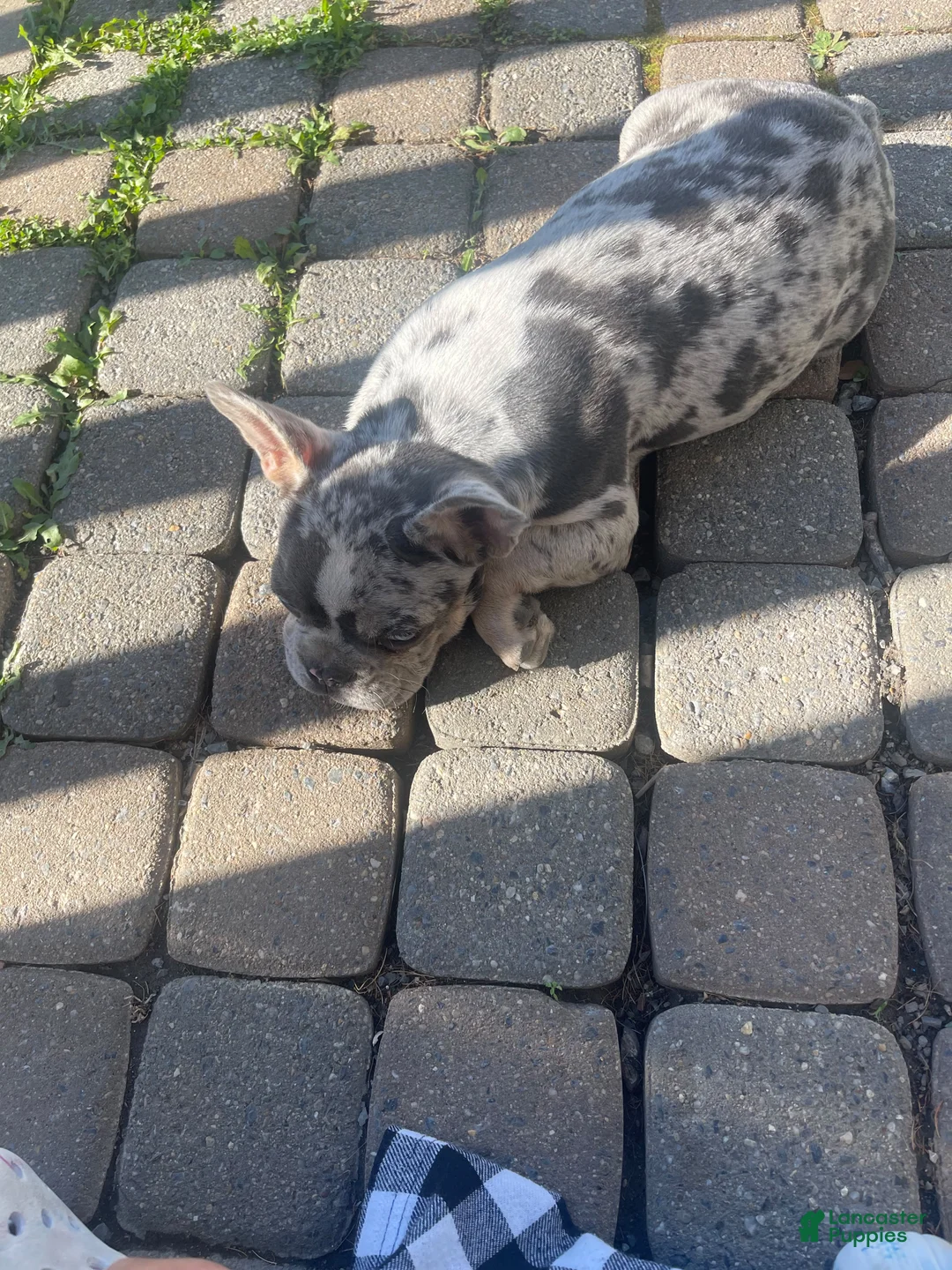 French Bulldog dogs for sale: French Bulldog 1 - Ad 2