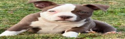 American Bully dogs for sale: Choco/White Female  - Ad 6