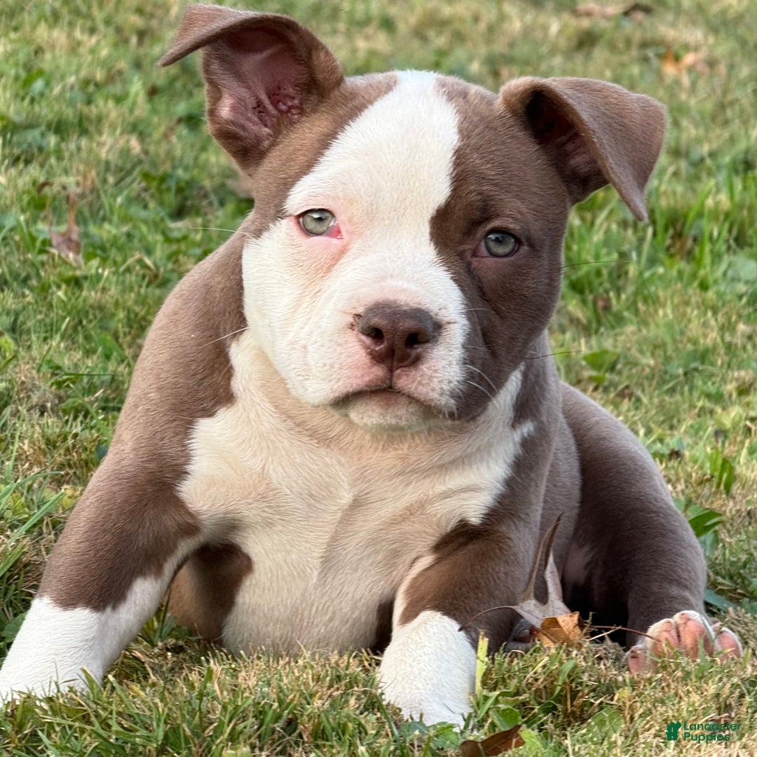 American Bully dogs for sale: Choco/White Female  - Ad 6
