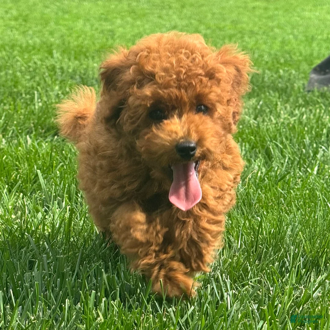 Miniature Poodle dogs for sale: Titus - Ad 1