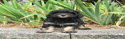 Havapoo dogs for sale: Leo - Ad 3