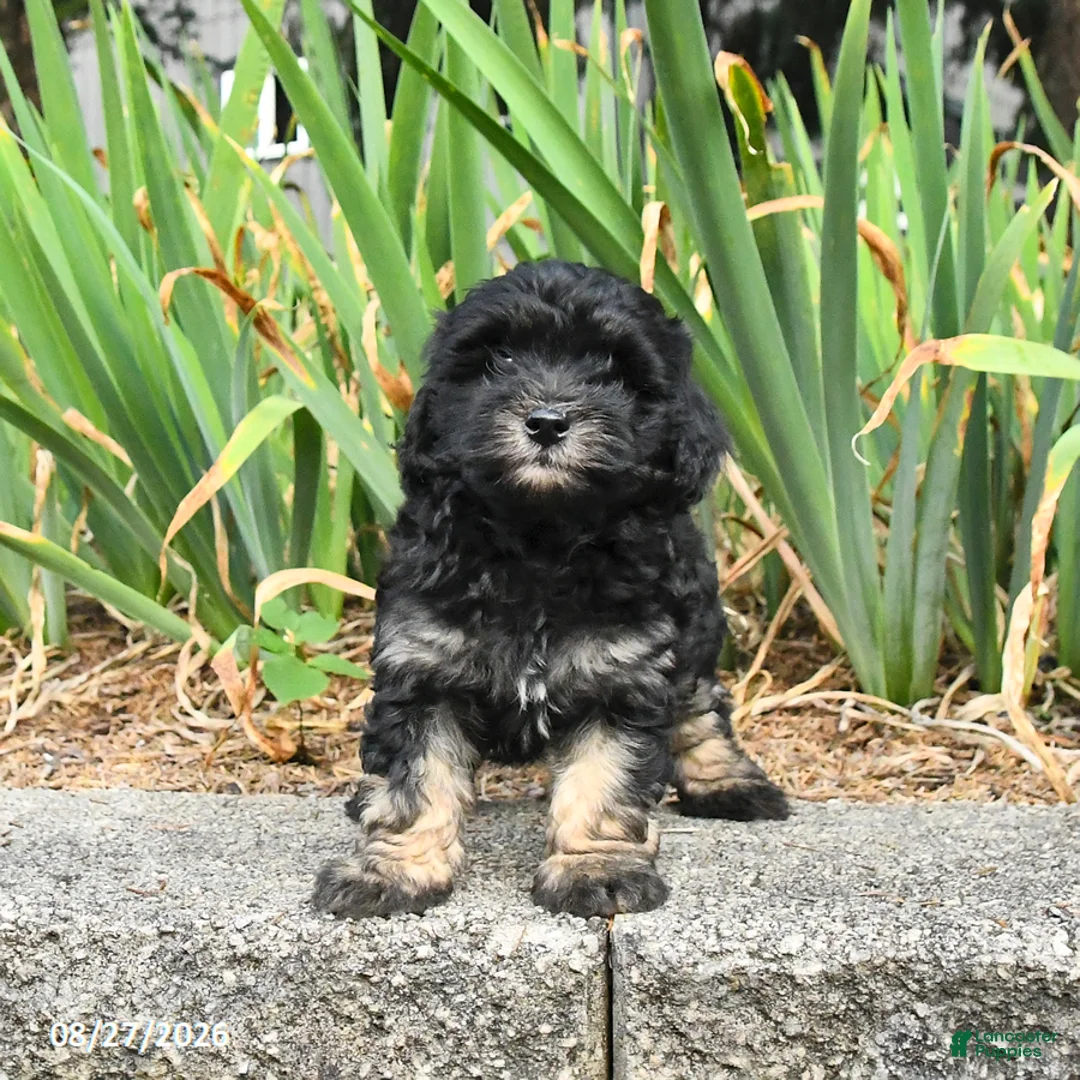 Havapoo dogs for sale: Leo - Ad 3
