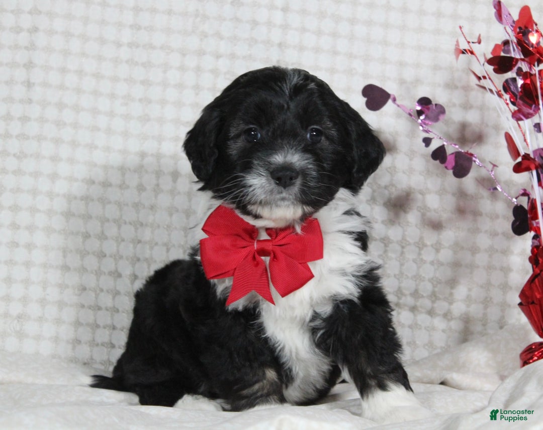 Mini Aussiedoodle dogs for sale: Ollie - Ad 3