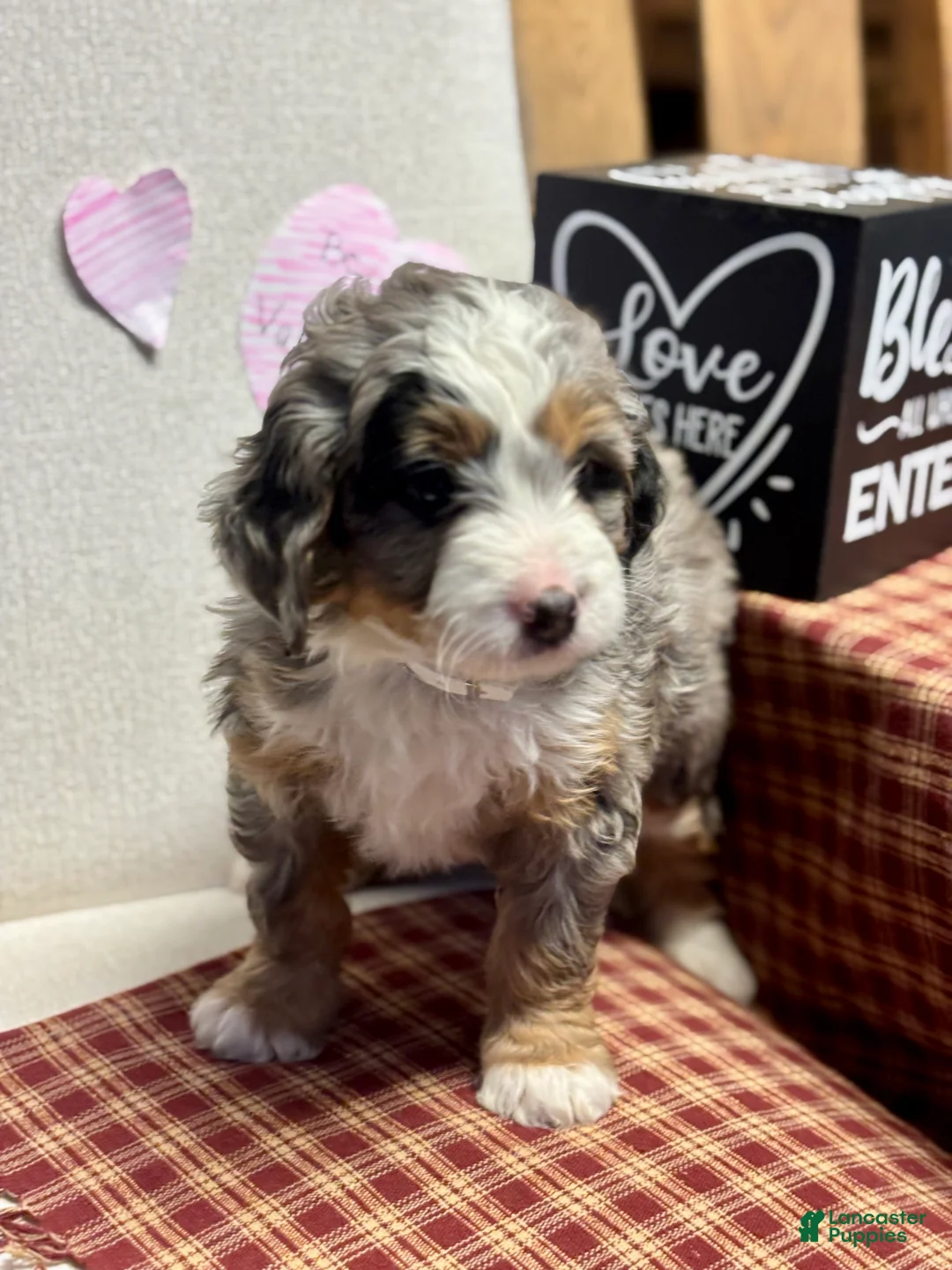 Mini Bernedoodle dogs for sale: Callie Mini Bernedoodle Puppy 1 - Ad 2