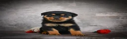 Rottweiler dogs for sale: Lilac - Ad 8