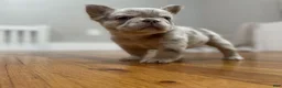 French Bulldog dogs for sale: Bingo - Ad 3