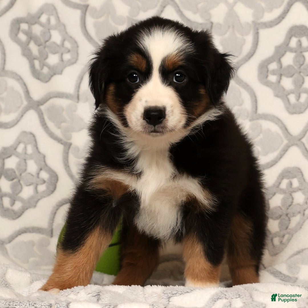 Miniature Australian Shepherd dogs for sale: Tammy - Ad 5
