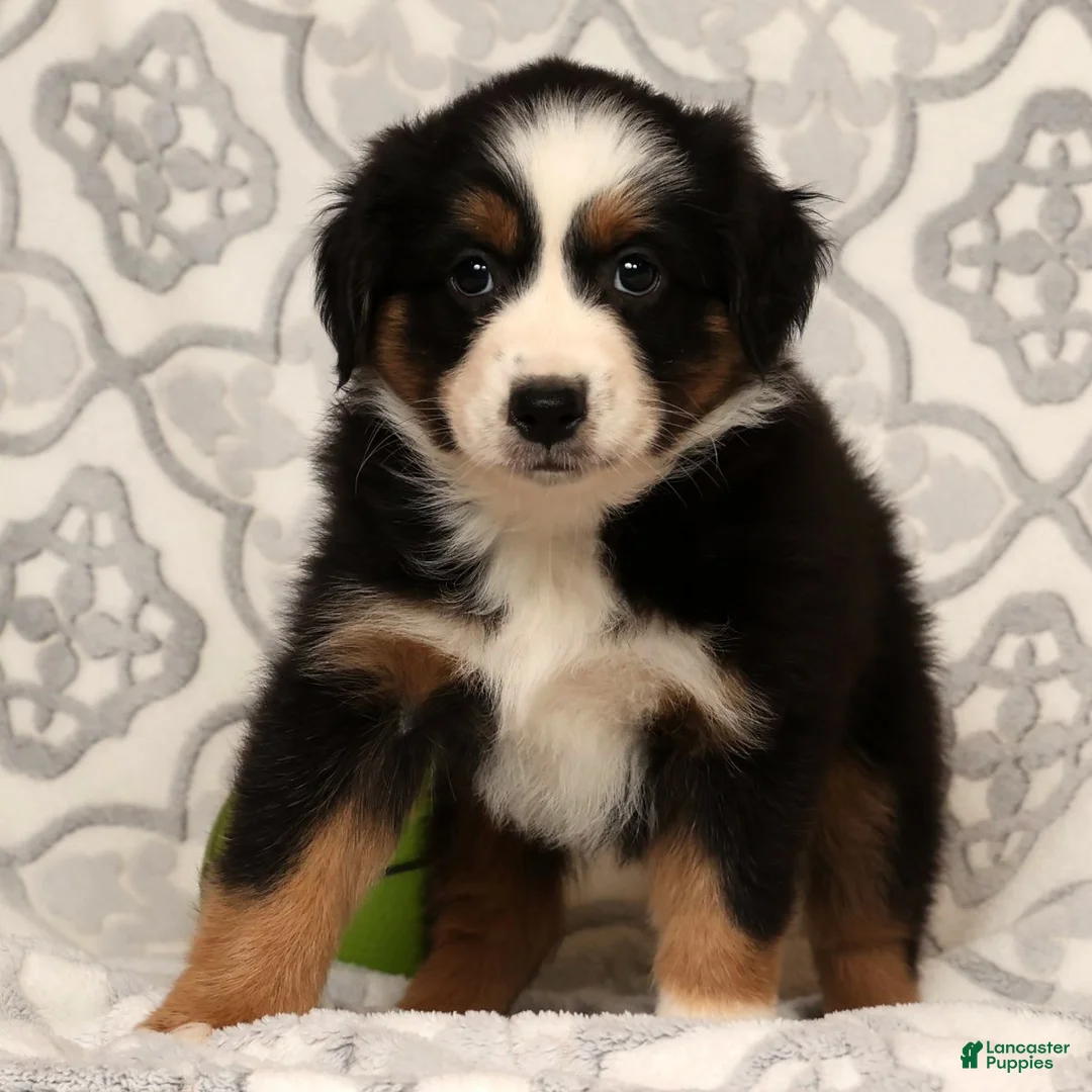 Miniature Australian Shepherd dogs for sale: Tammy - Ad 5