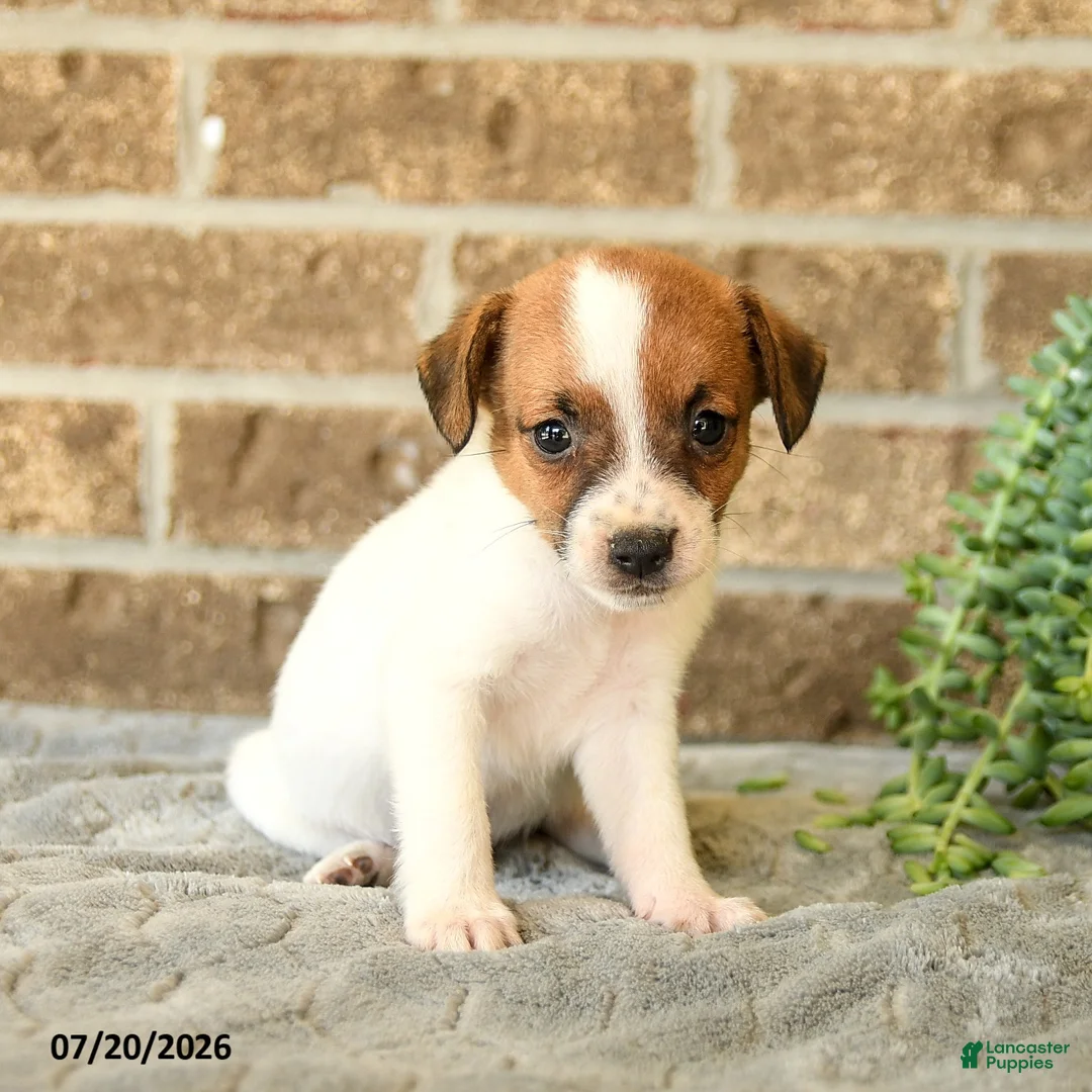 Jack Russell Terrier dogs for sale: Georgie - Ad 1