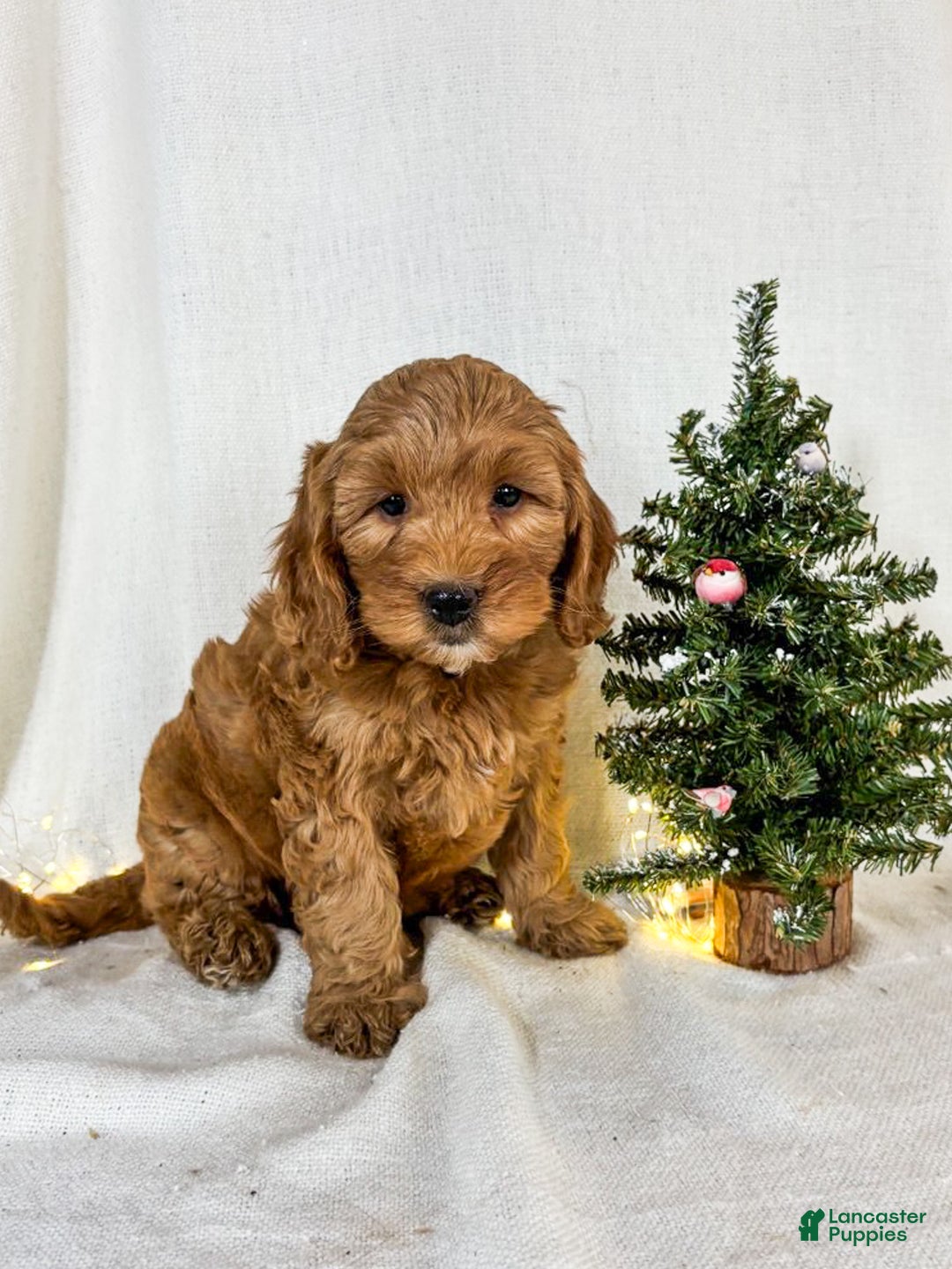 Mini Goldendoodle dogs for sale: Pepper - Ad 3