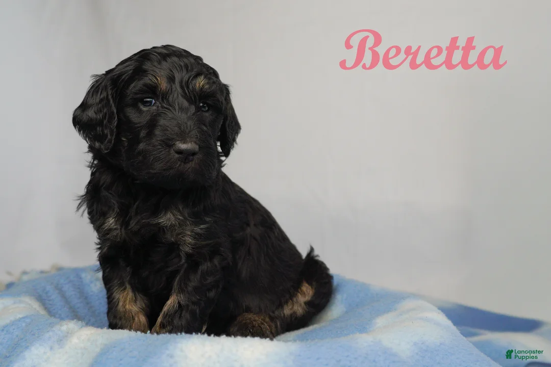 Bernedoodle dogs for sale: Bernedoodle Puppy 1 - Ad 1