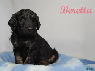 Bernedoodle dogs Bernedoodle Puppy 1 - Ad 34