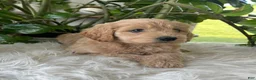Mini Goldendoodle dogs for sale: Anita  - Ad 7