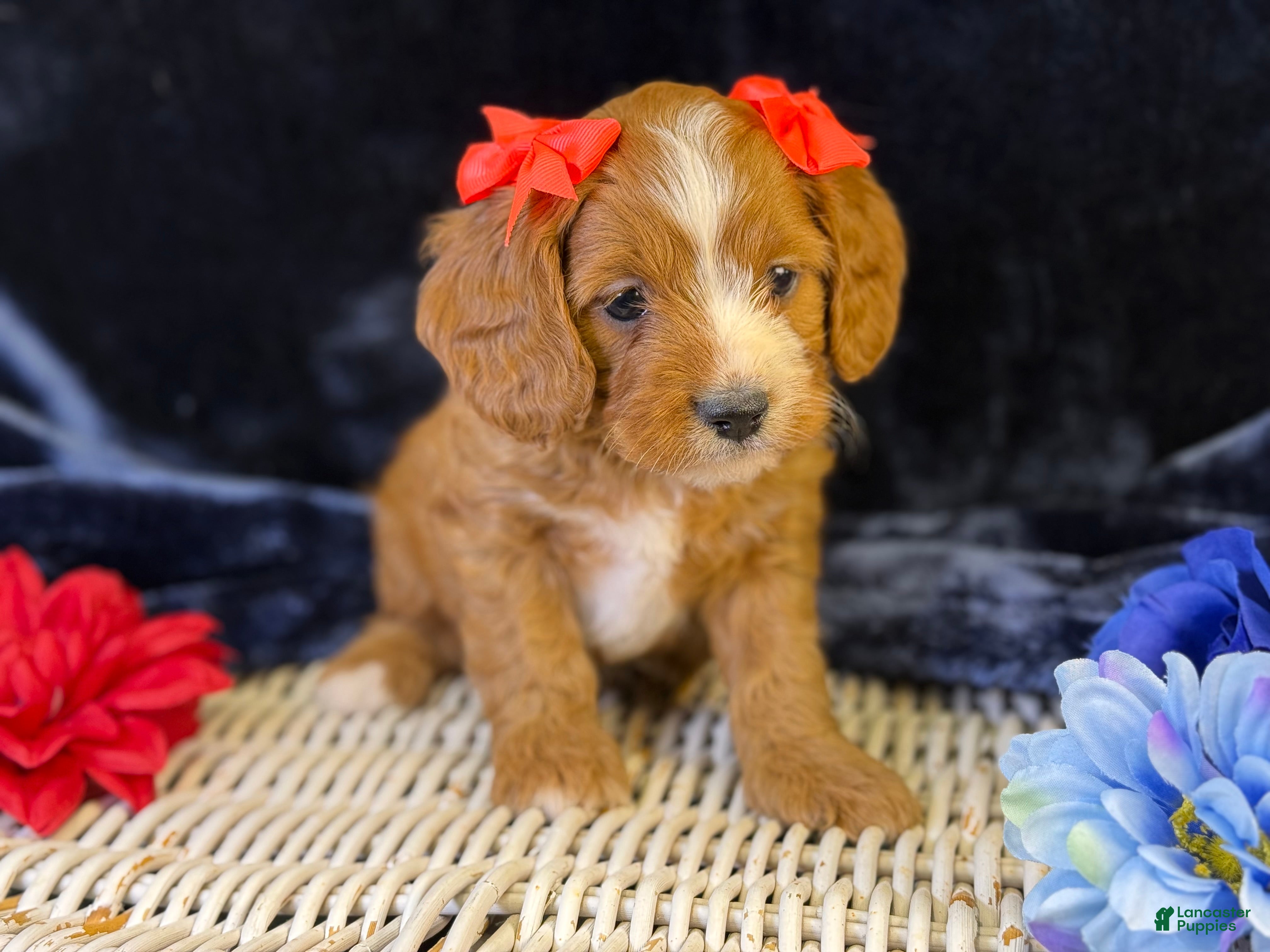 Cavapoo dogs Haven - Ad 1