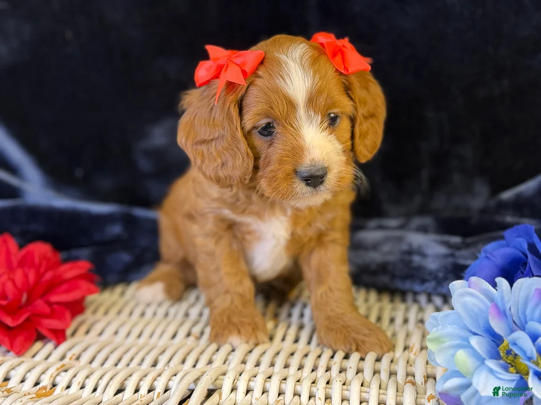 Cavapoo dogs for sale: Haven - Ad 1