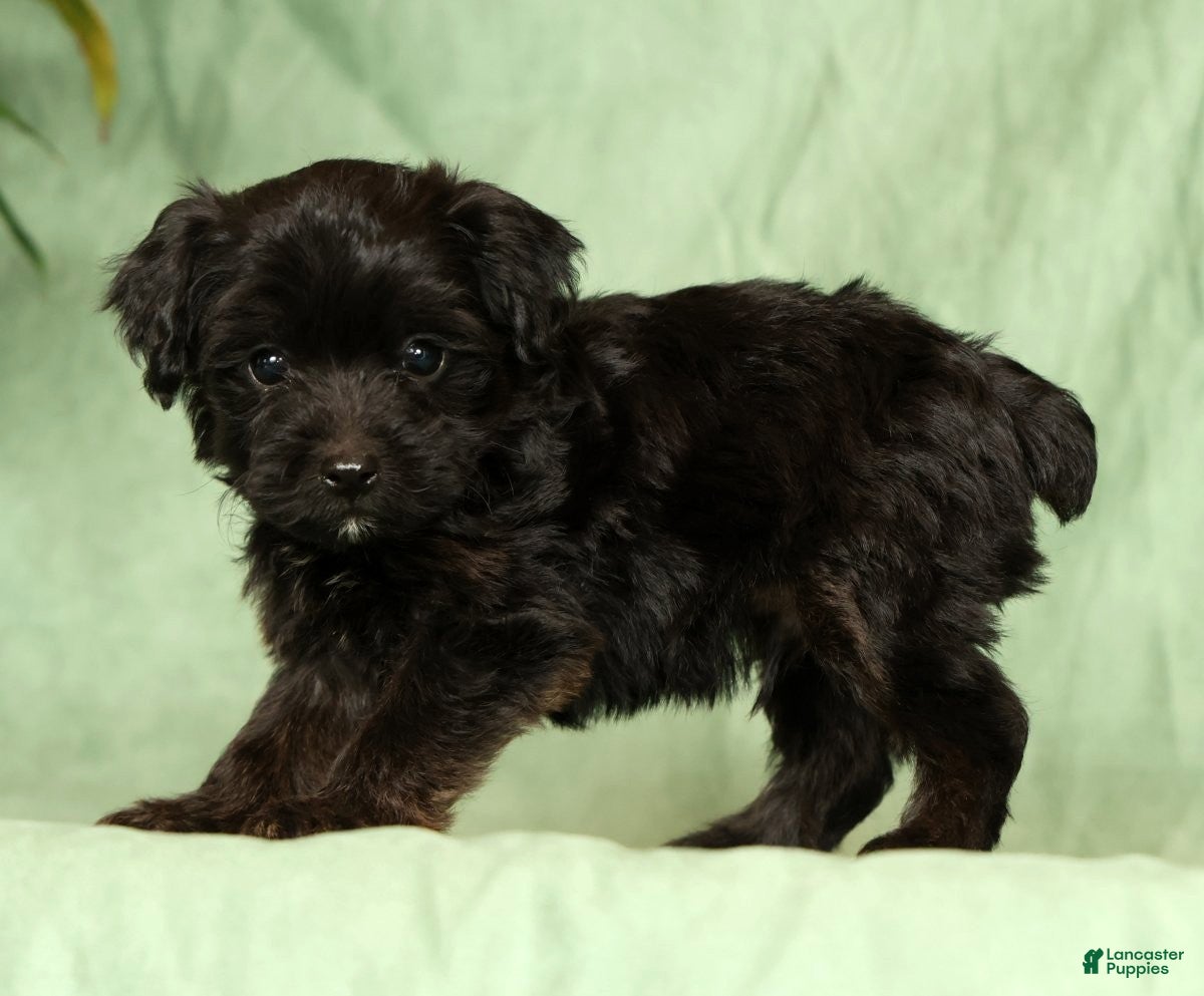 Yorkiepoo dogs Ronnie - Ad 2