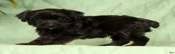 Yorkiepoo dogs for sale: Ronnie - Ad 2