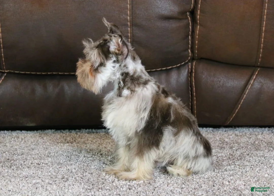 Miniature Schnauzer dogs for sale: Gunner - Ad 7