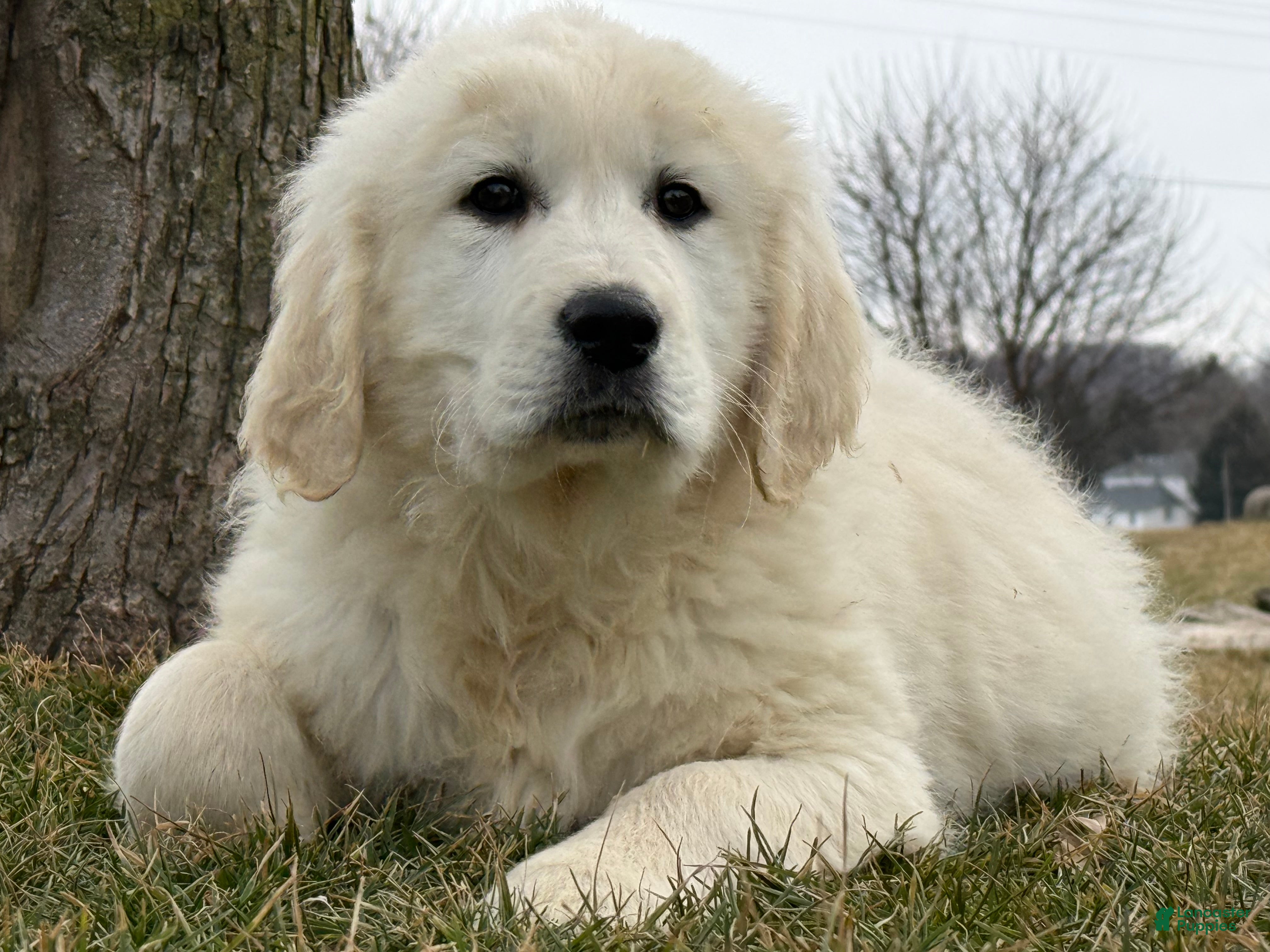 Golden Retriever dogs Pete - Ad 2