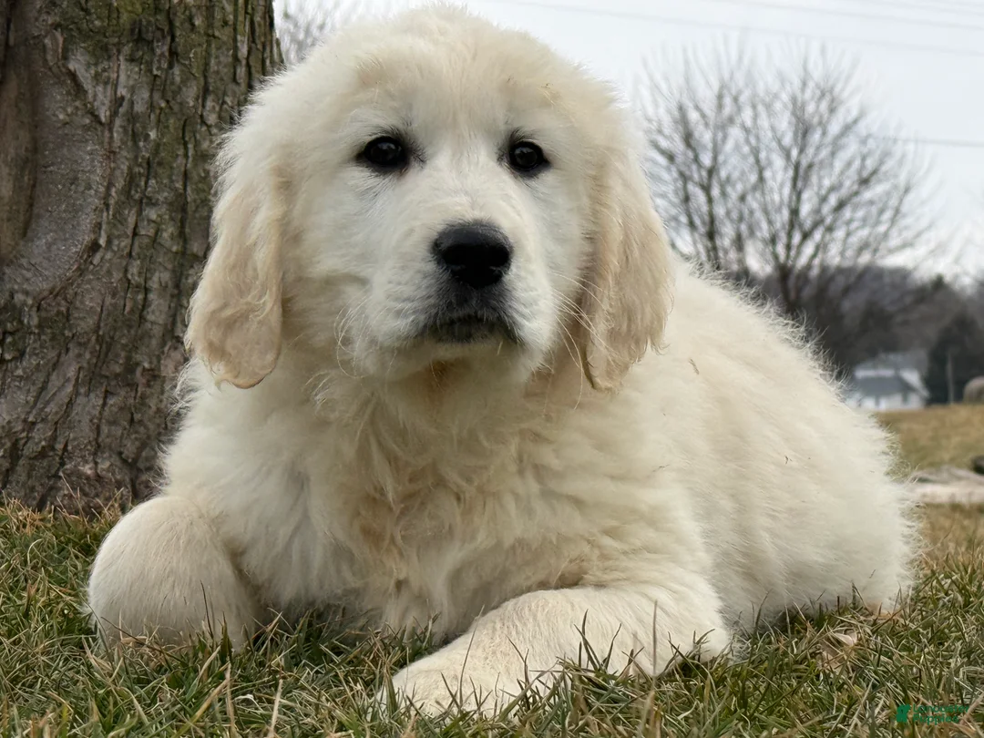 Golden Retriever dogs for sale: Pete - Ad 2