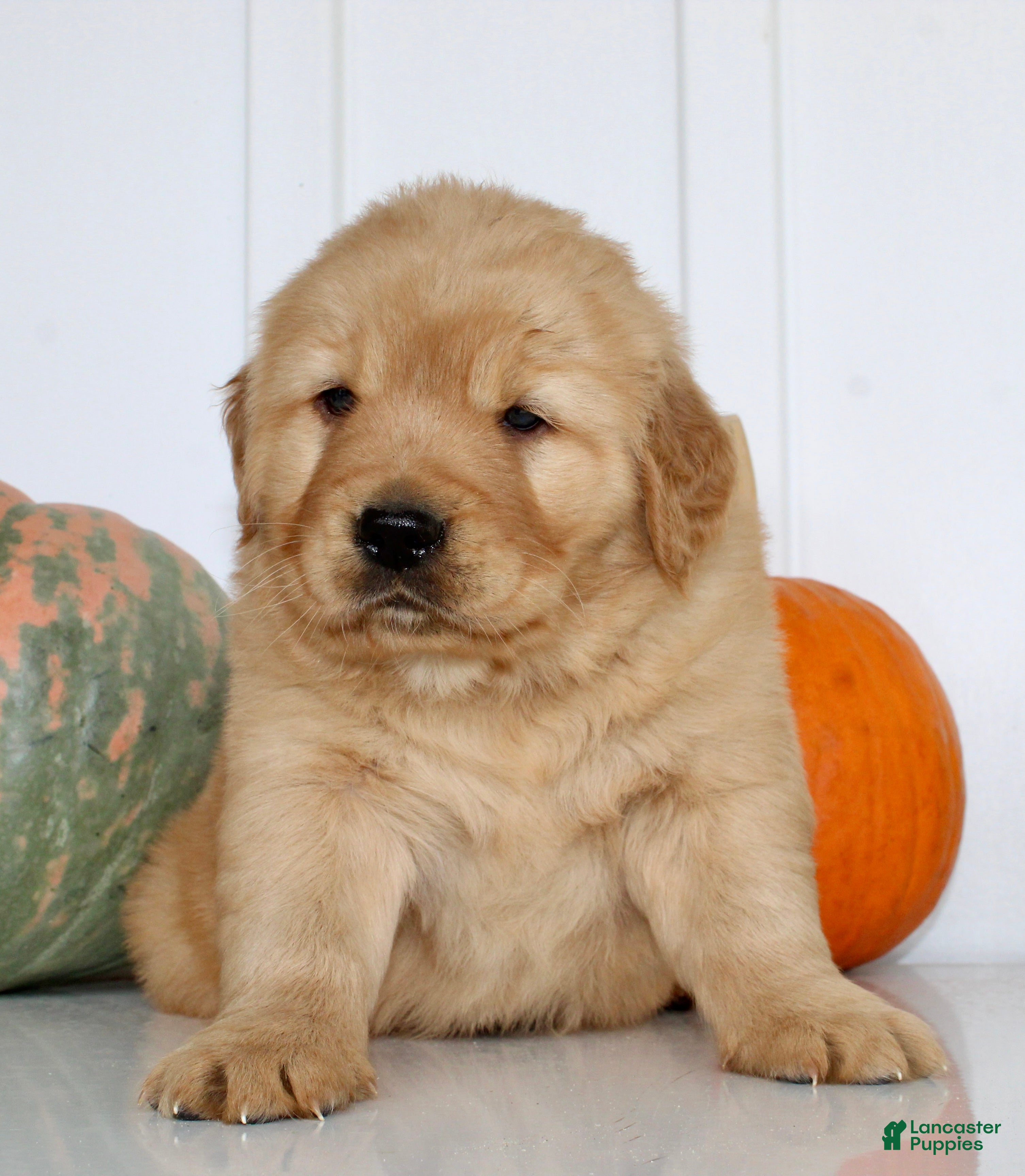 Golden Retriever dogs for sale: Buddy Male AKC Golden Retriever - Ad 2
