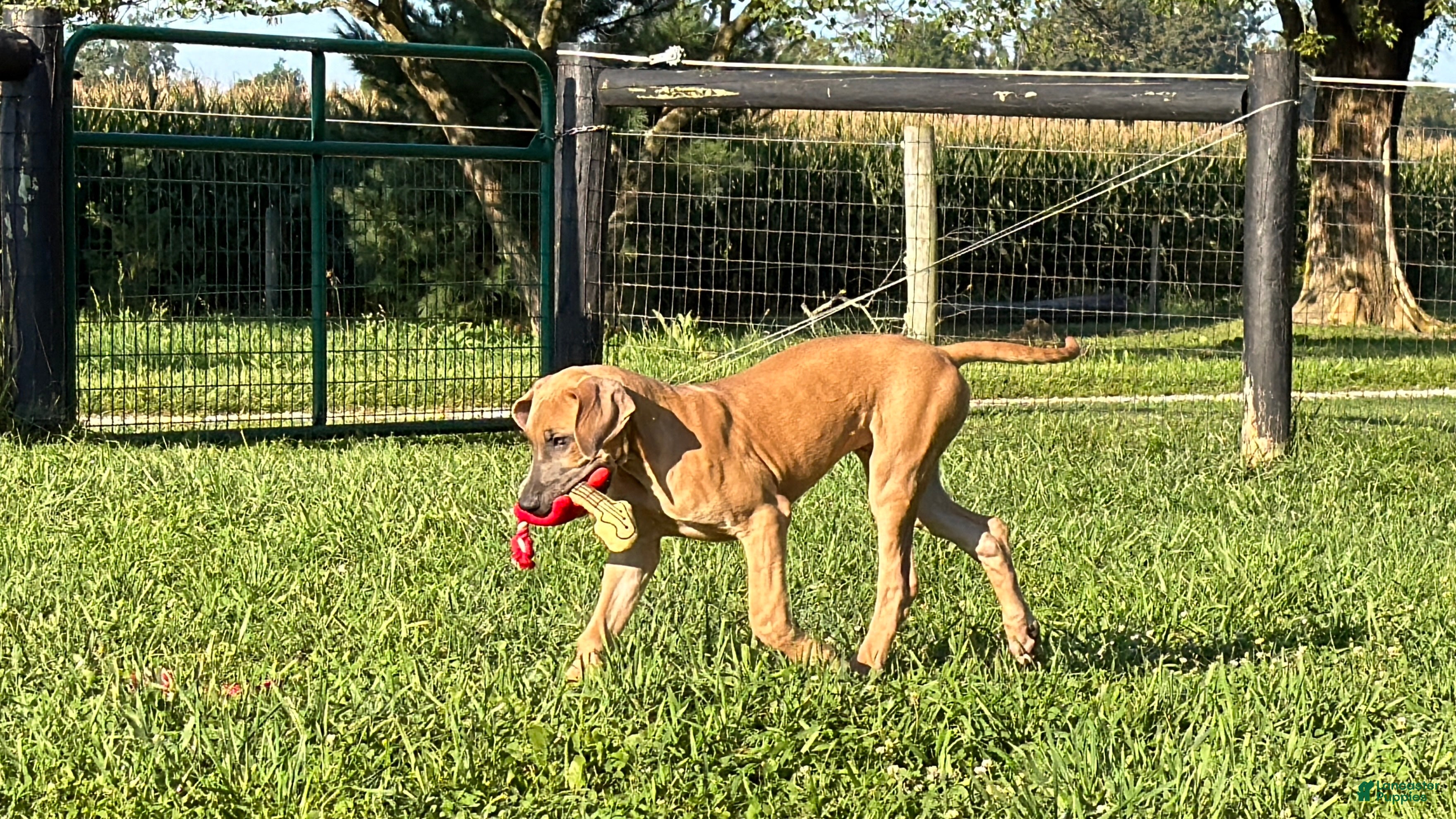 Great Dane dogs Patience Great Dane  - Ad 2