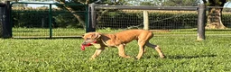 Great Dane dogs for sale: Patience Great Dane  - Ad 11