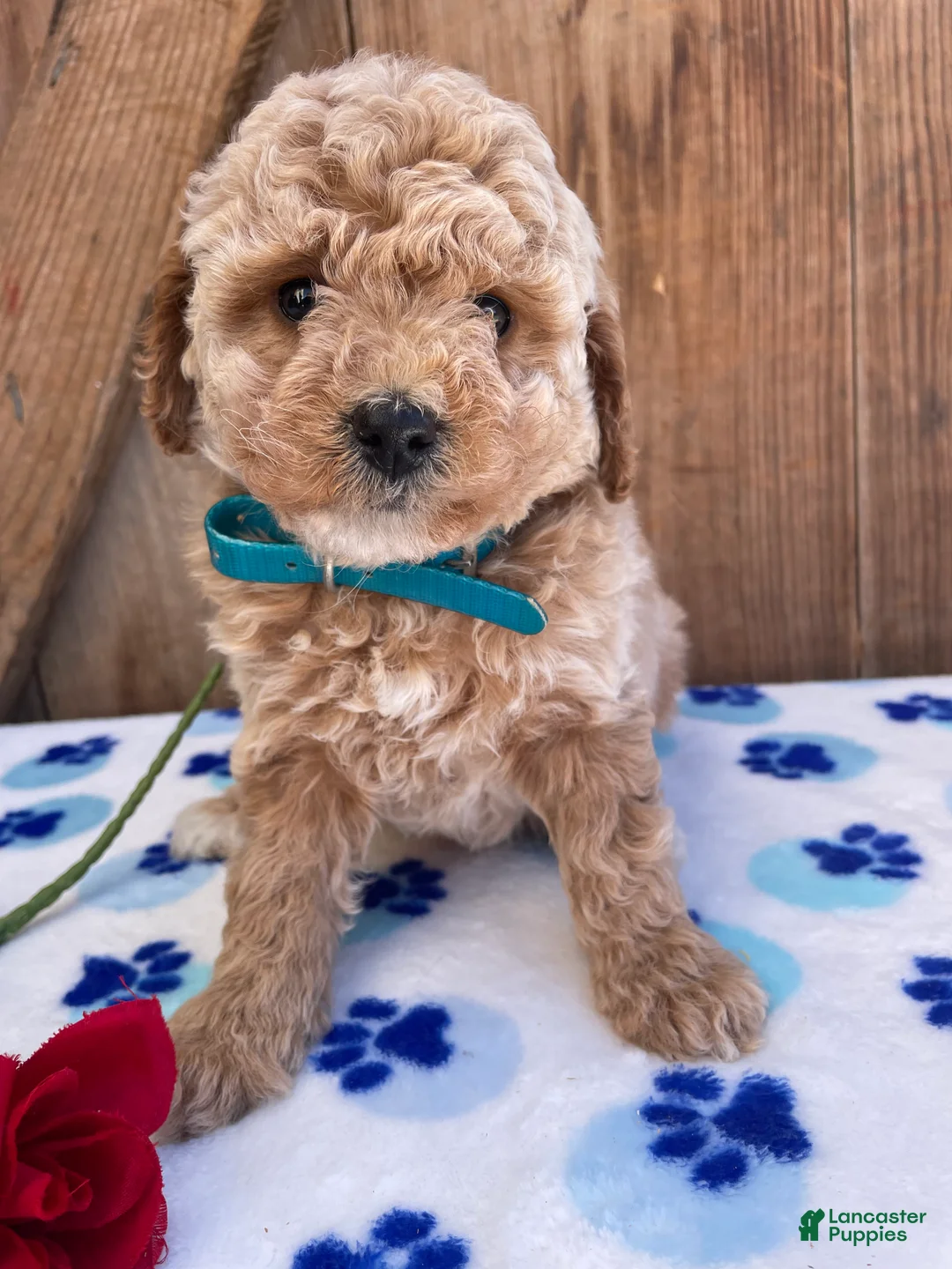 Mini Goldendoodle dogs for sale: Dottie - Ad 2