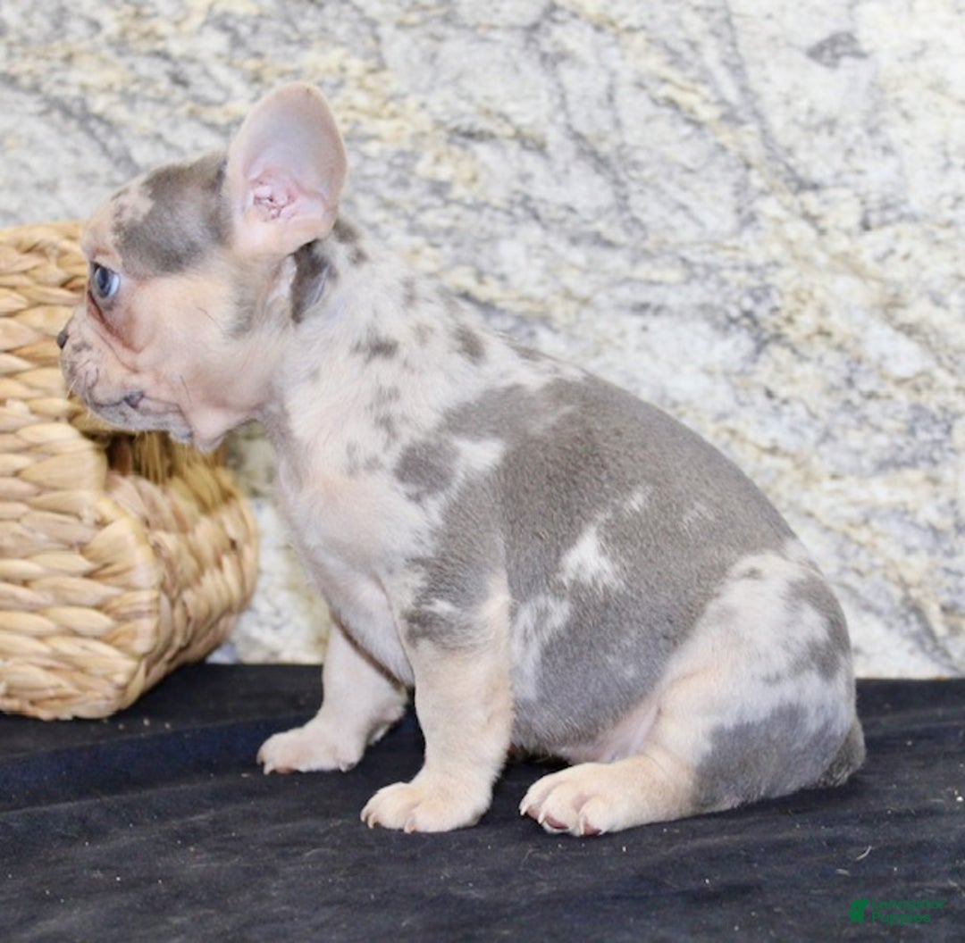 French Bulldog dogs for sale: Royal - Ad 6