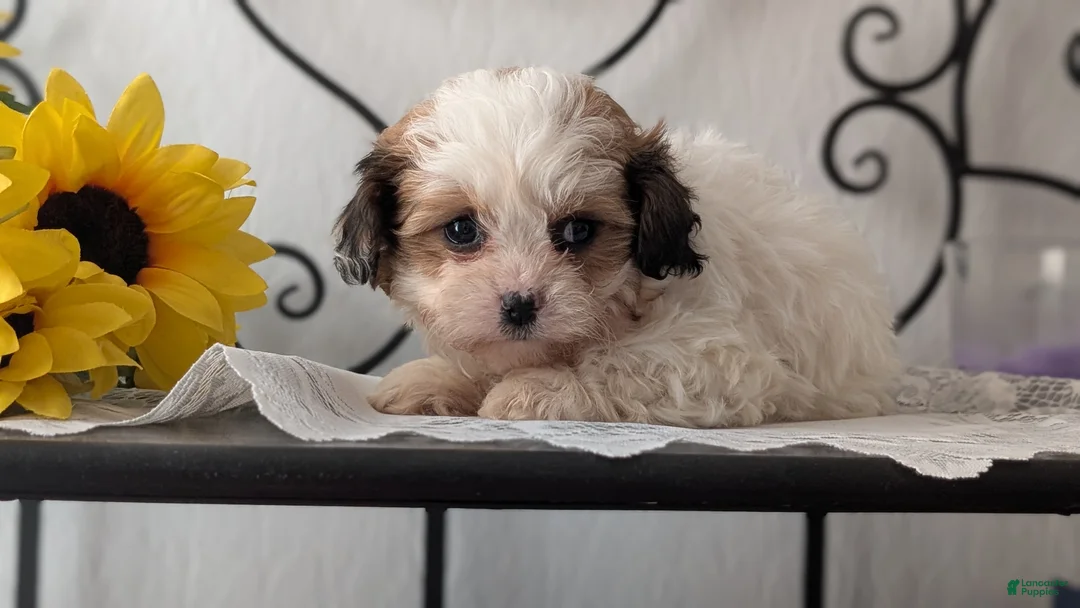 Teddy Bear dogs for sale: Gemma  - Ad 6