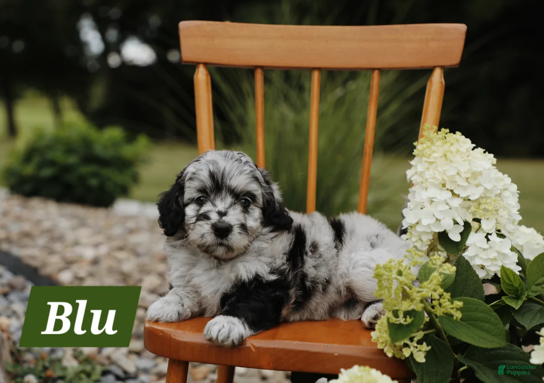Mini Aussiedoodle dogs for sale: Blu - Ad 1