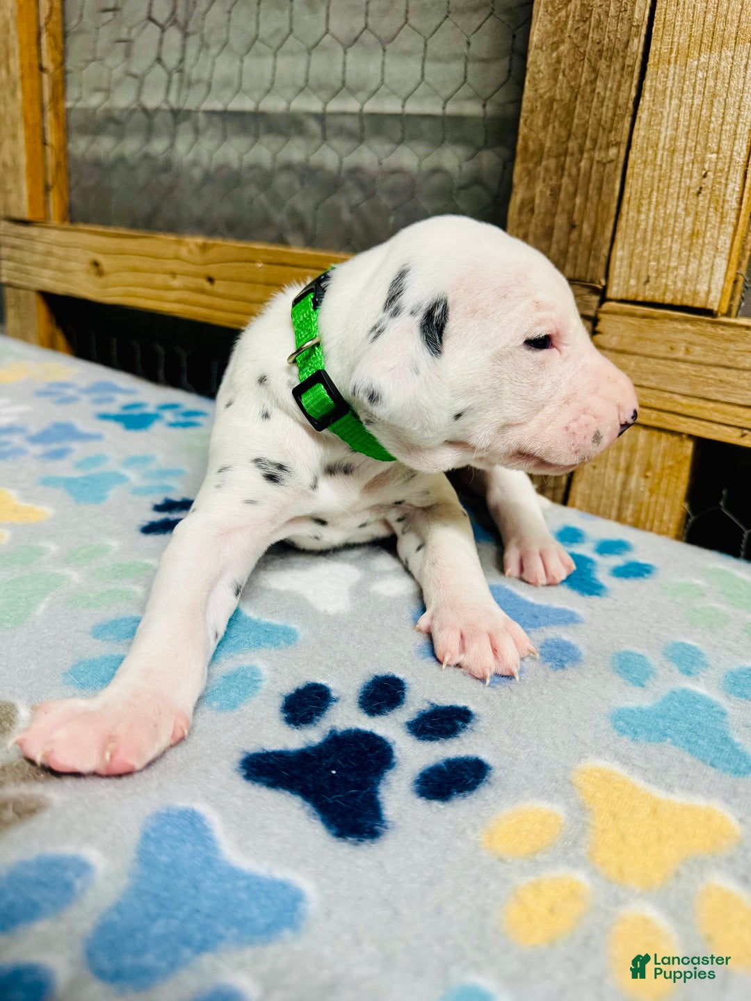 Dalmatian dogs for sale: Dalmatian Puppy Green Collar - Ad 3