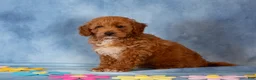 Cockapoo dogs for sale: Peter - Ad 3