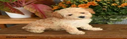 Miniature Poodle dogs for sale: Candi - Ad 3