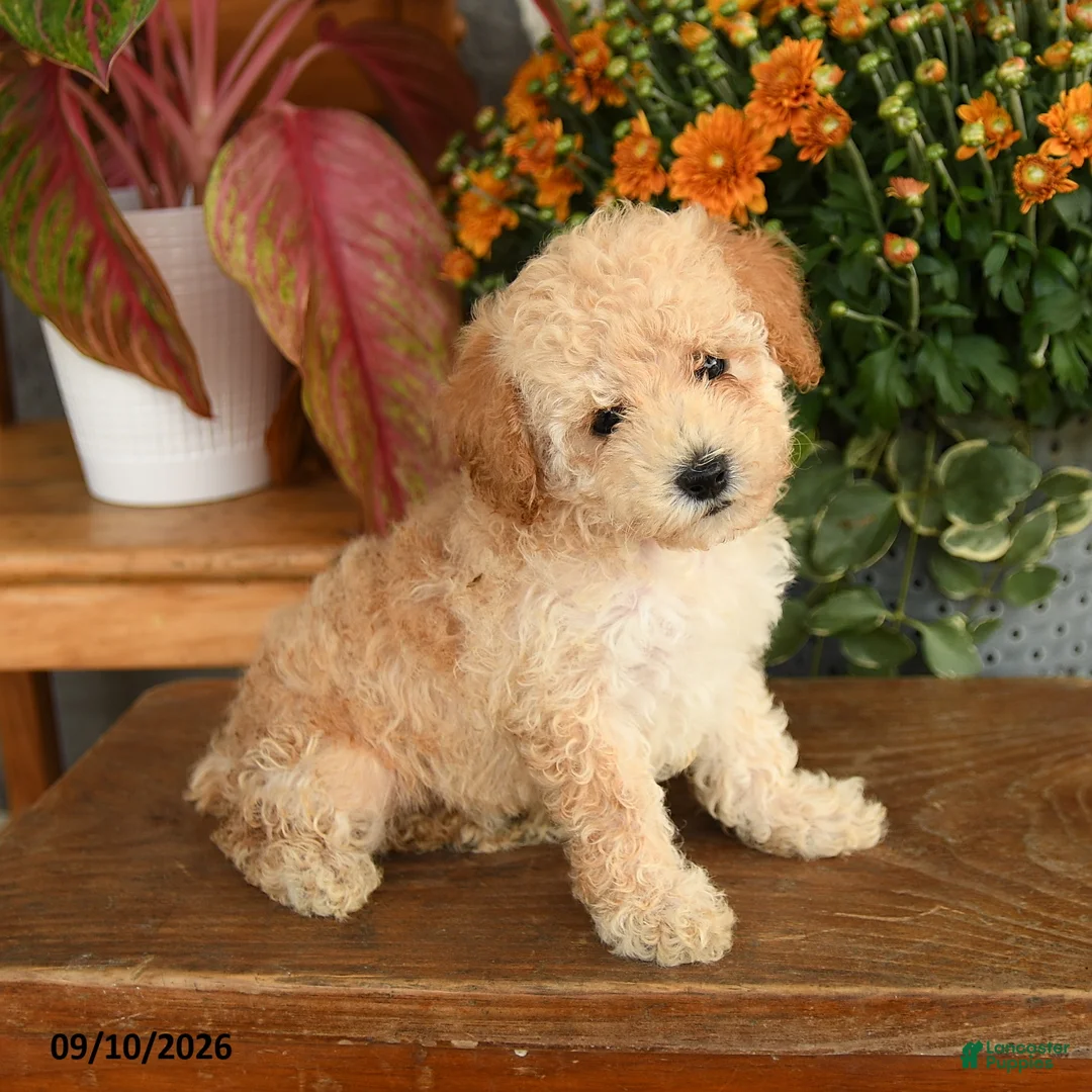 Miniature Poodle dogs for sale: Candi - Ad 3