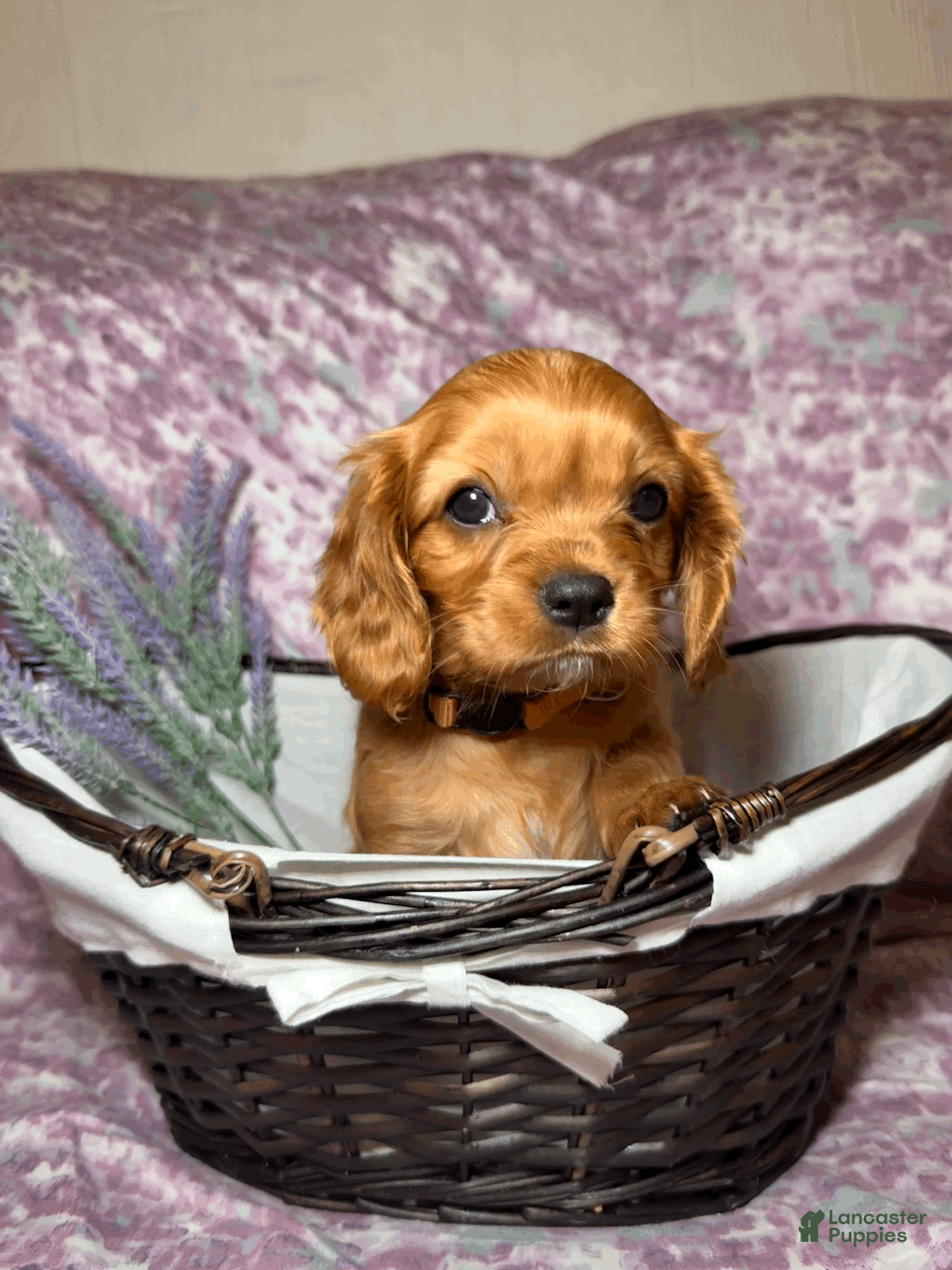 Cavalier King Charles Spaniel dogs for sale: Taffy - Ad 1