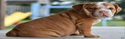 Mixed Breed dogs for sale: Hercules Bulldog hybrid  - Ad 8