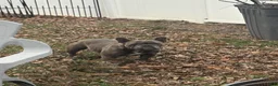 French Bulldog dogs for sale: Cece  - Ad 4