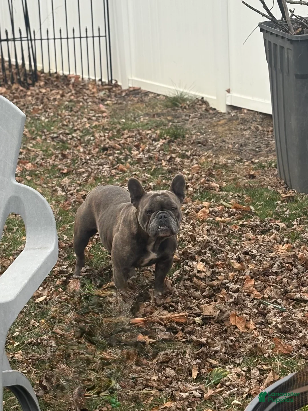 French Bulldog dogs for sale: Cece  - Ad 4