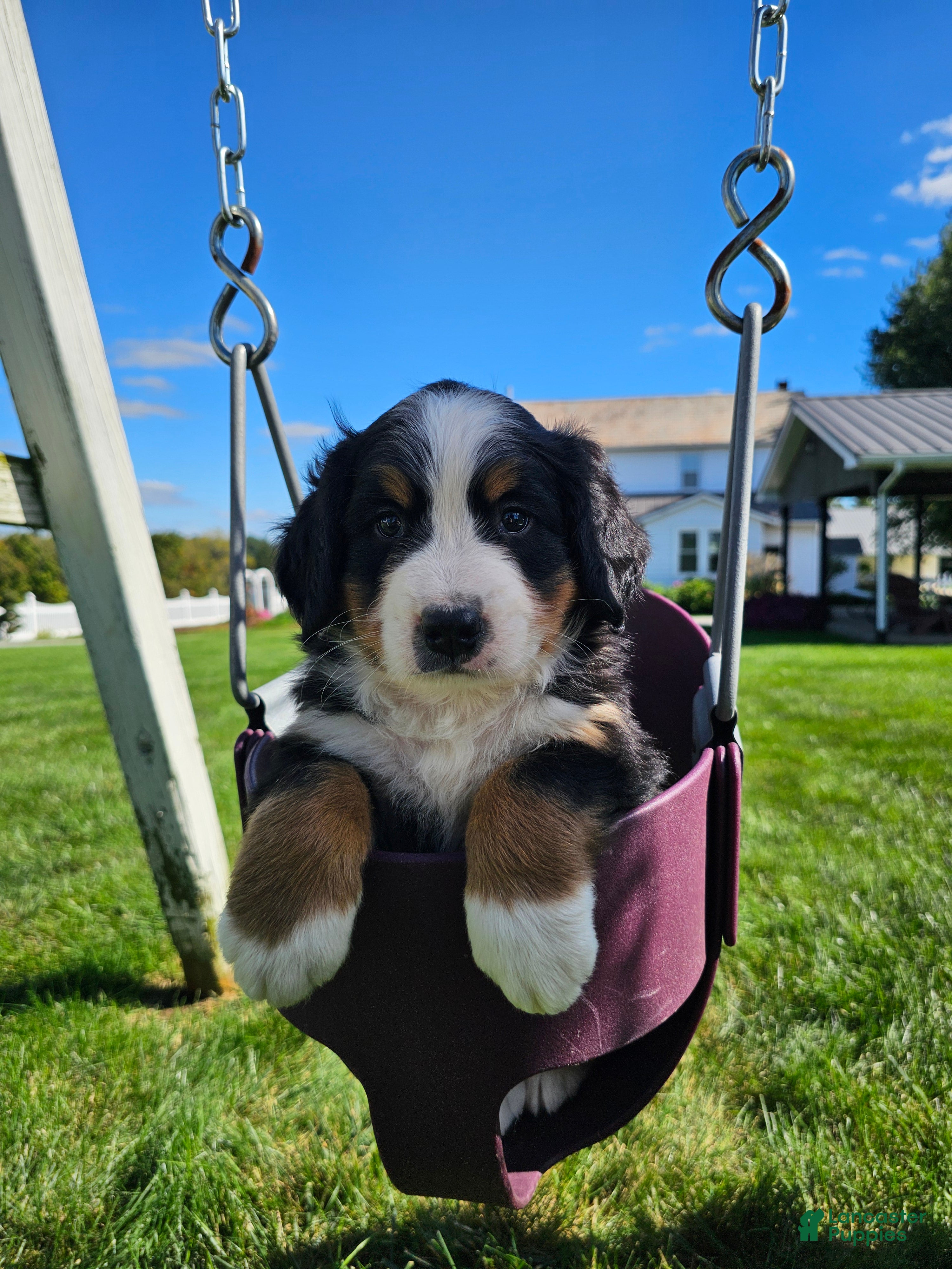 Charlie (Bernese, Male) in Millersburg, OH