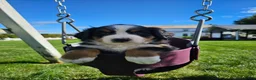 Bernese Mountain Dog dogs for sale: Charlie  - Ad 1