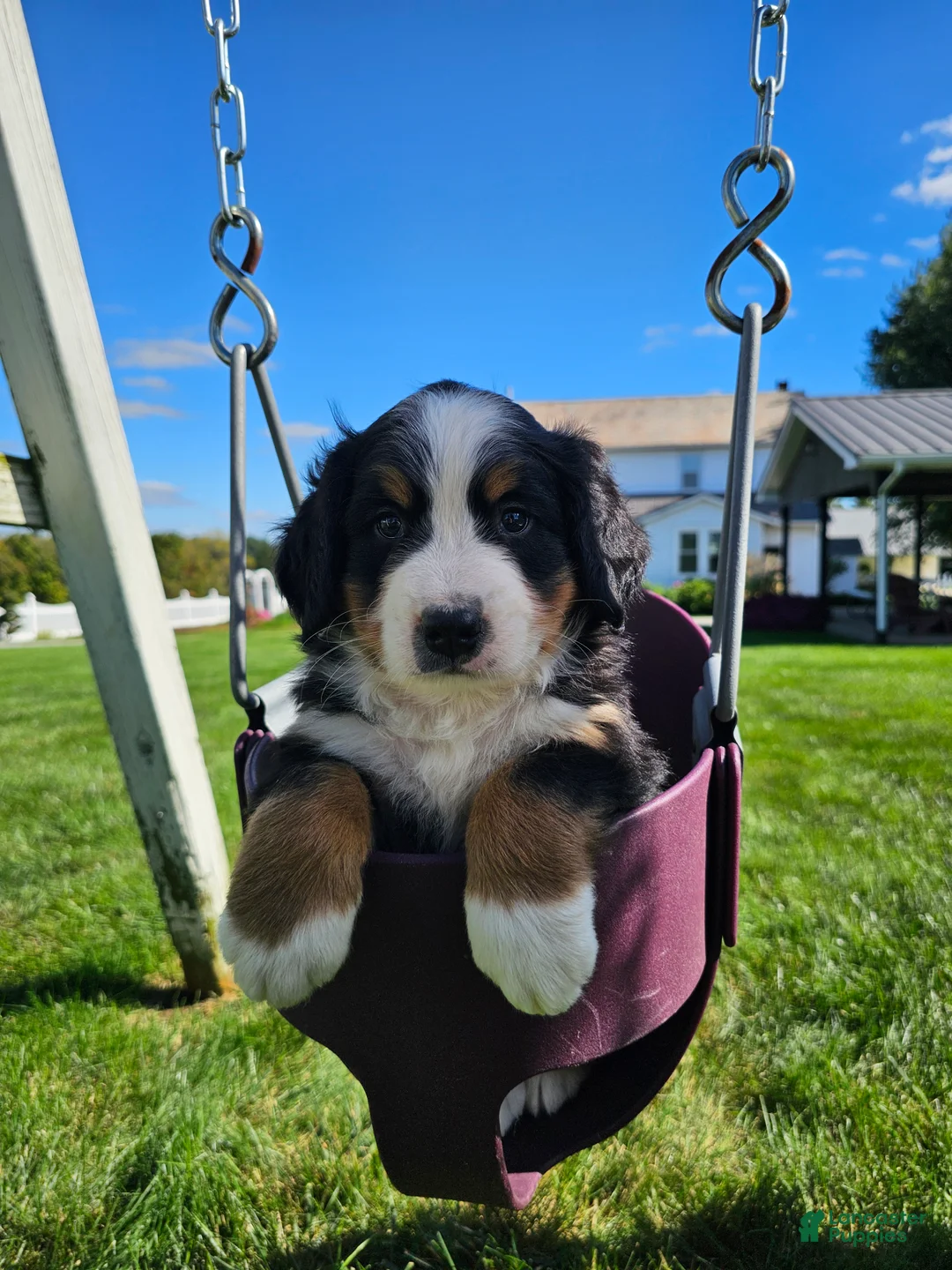 Bernese Mountain Dog dogs for sale: Charlie  - Ad 1
