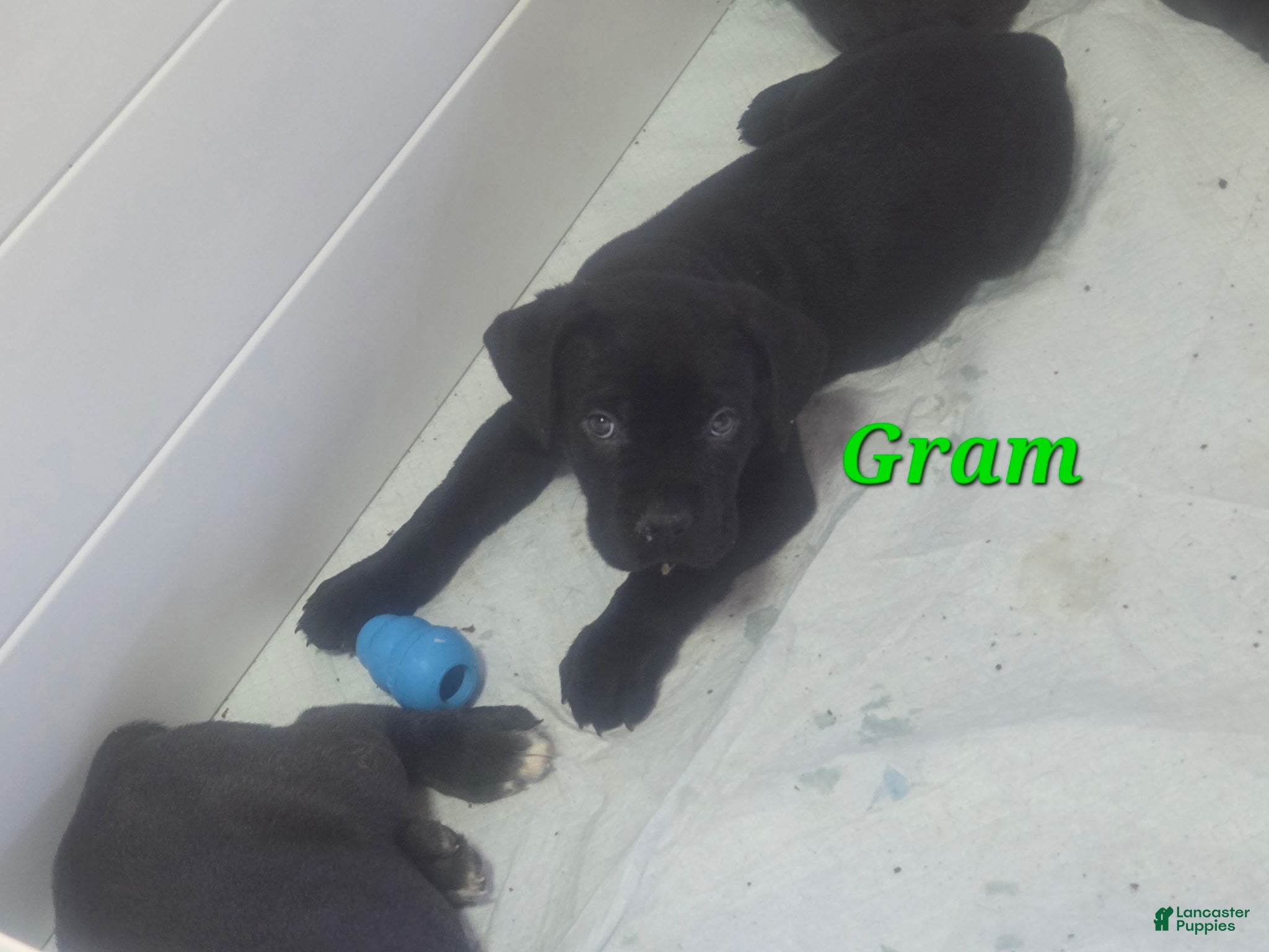 Cane Corso dogs Gram - Ad 2