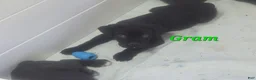 Cane Corso dogs for sale: Gram - Ad 2