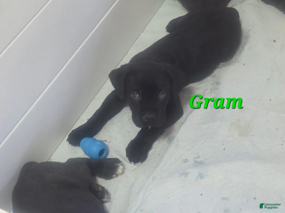 Cane Corso dogs for sale: Gram - Ad 2